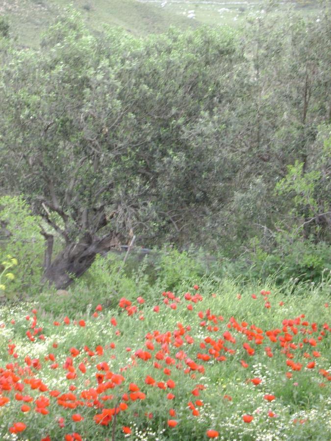 מלון Arcadia Eressos מראה חיצוני תמונה